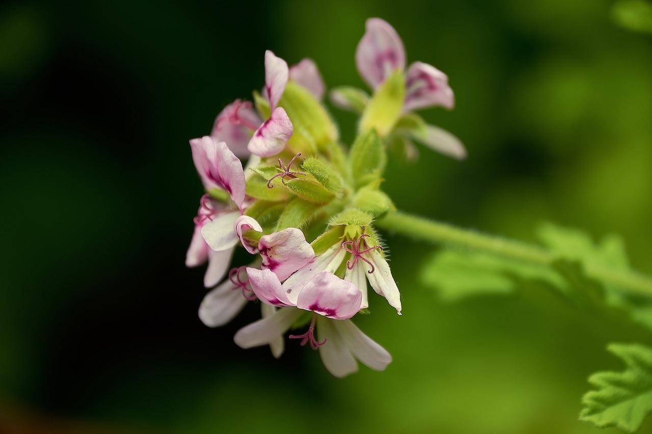 czemu żółkną liście pelargonii