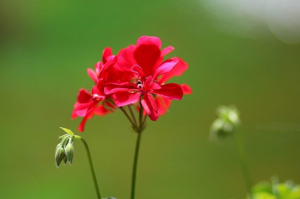 dlaczego pelargonii żółkną liście