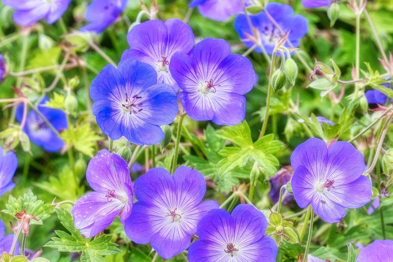 dziury w liściach pelargonii