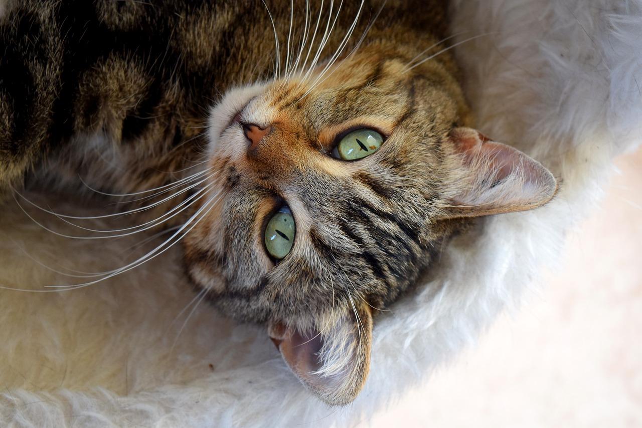 jak nauczyć dorosłego kota robić do kuwety