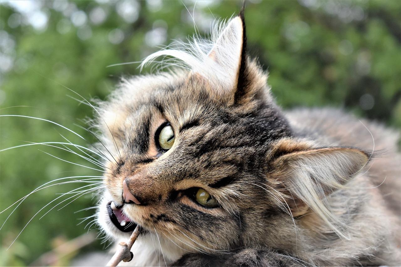 jak nauczyć kota załatwiać się do kuwety