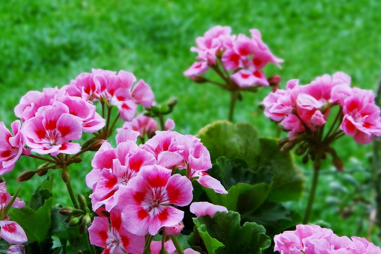 liście pelargonii żółkną