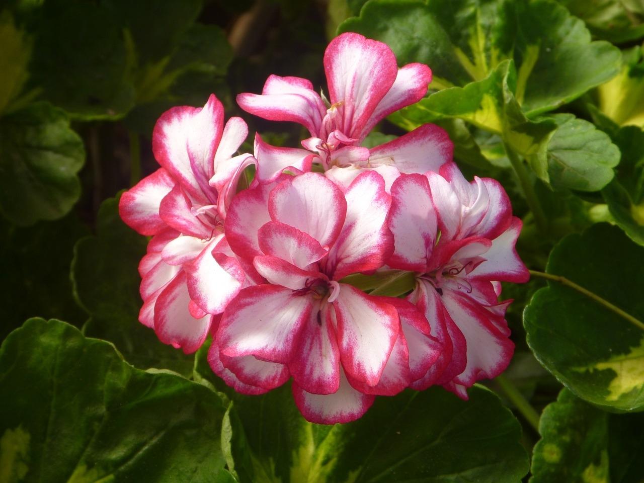 pelargonie dziurawe liście