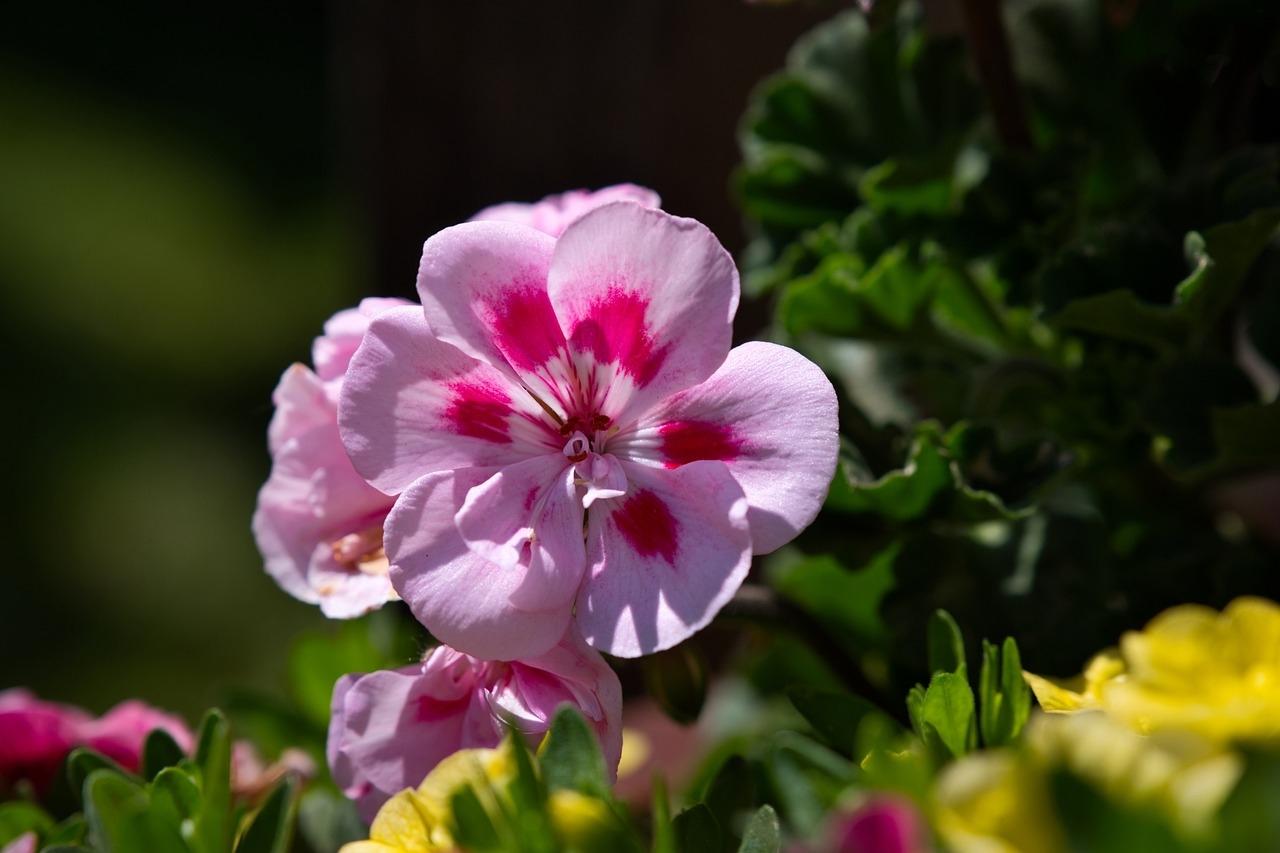 pelargonie dziury w liściach